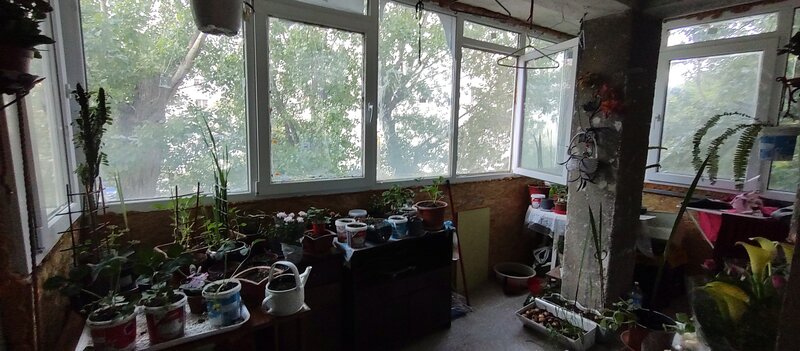 Camil Ressuc Langa parc IOR,